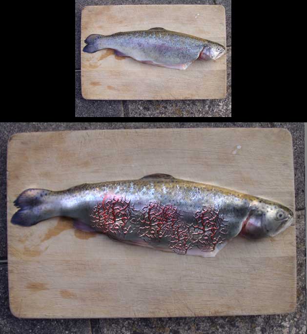 trout.jpg