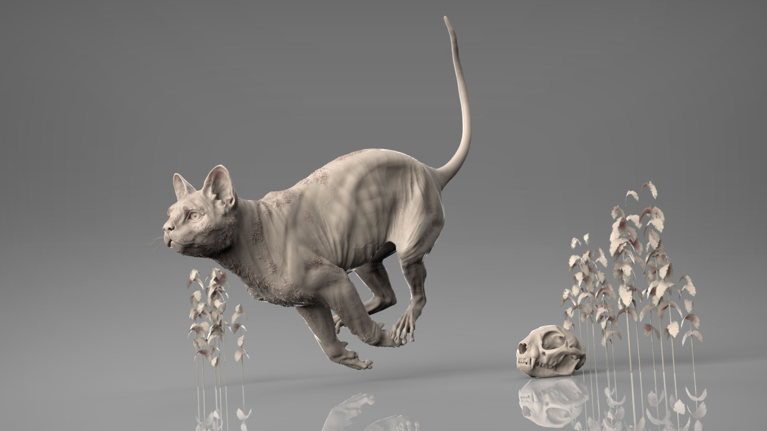 MarcusTrolldenier_SculptingAnatomy_week6_domestic_cat_01.jpg