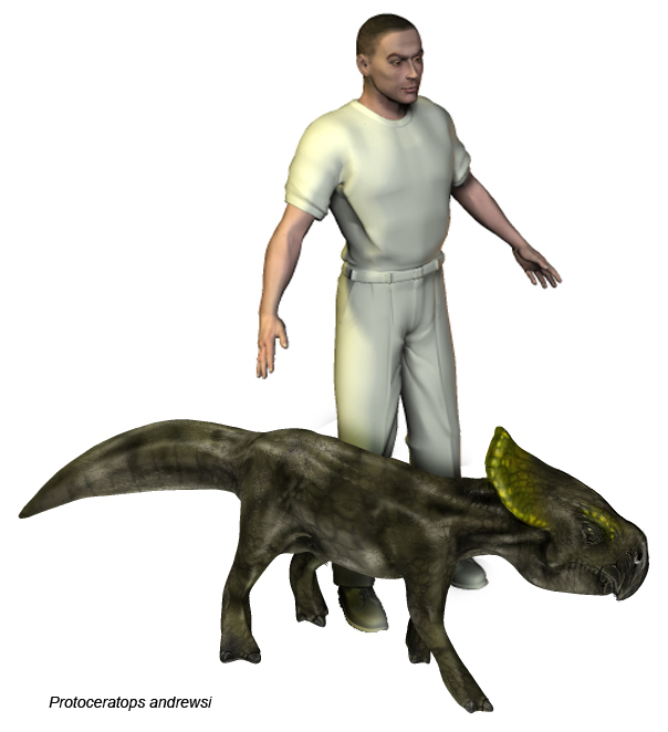 Protoceratops andrewsi 001 shown to scale 2.jpg