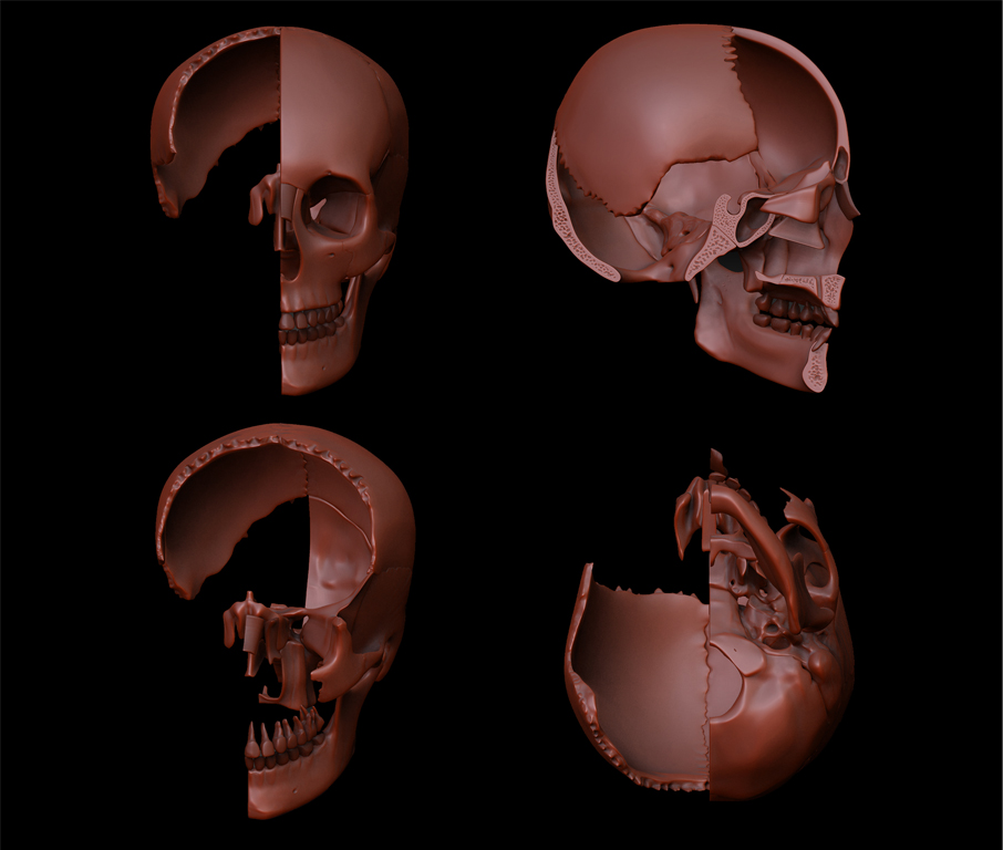 skullbones2.jpg