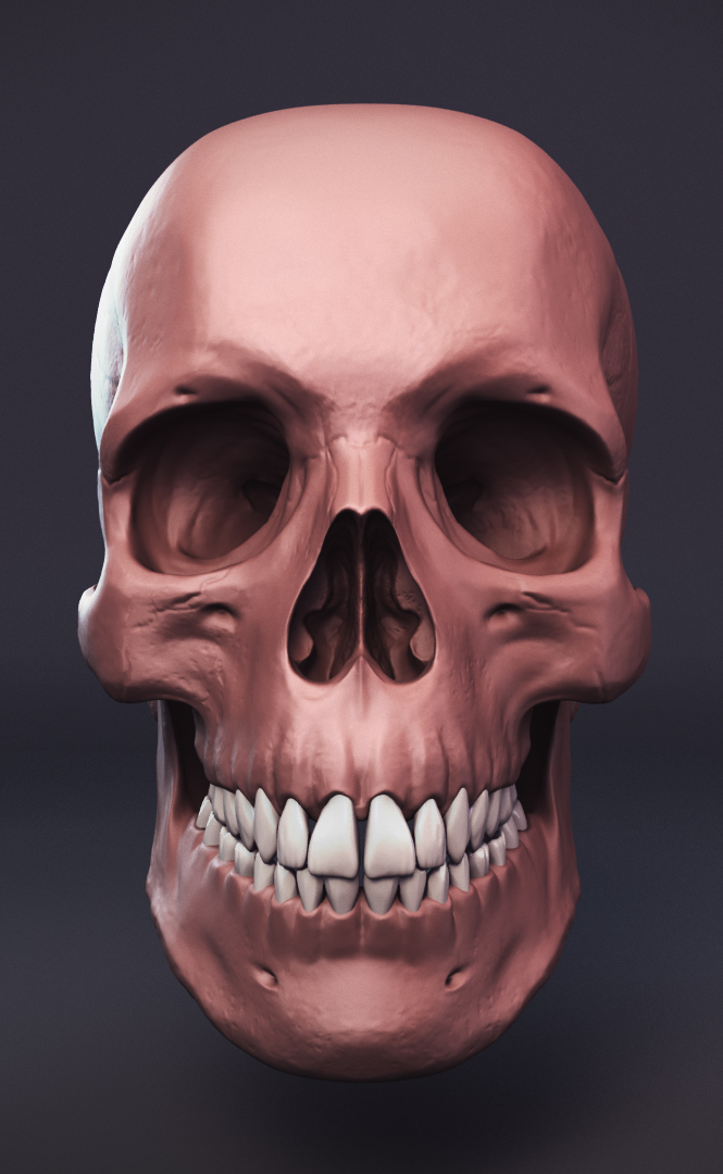 skull_small_V002.jpg