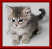 kitten.jpg