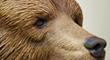 BearThumb.jpg