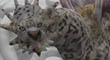 SNOW LEAPARD DRAGON 22.jpg