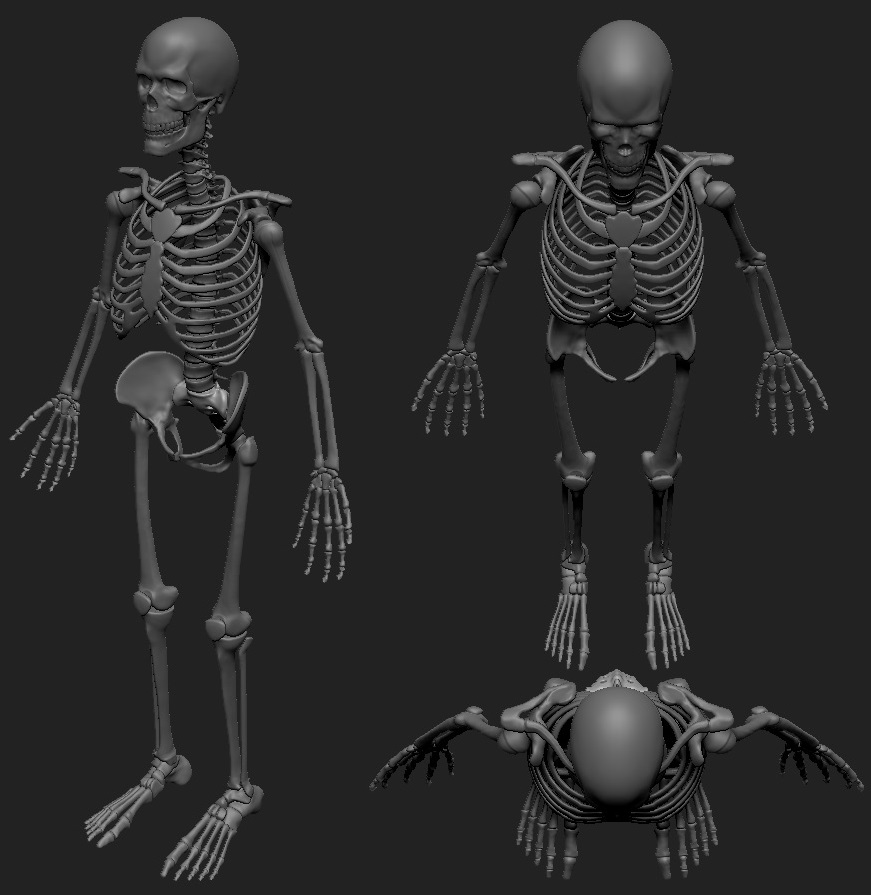 Skeleton_11_2.jpg