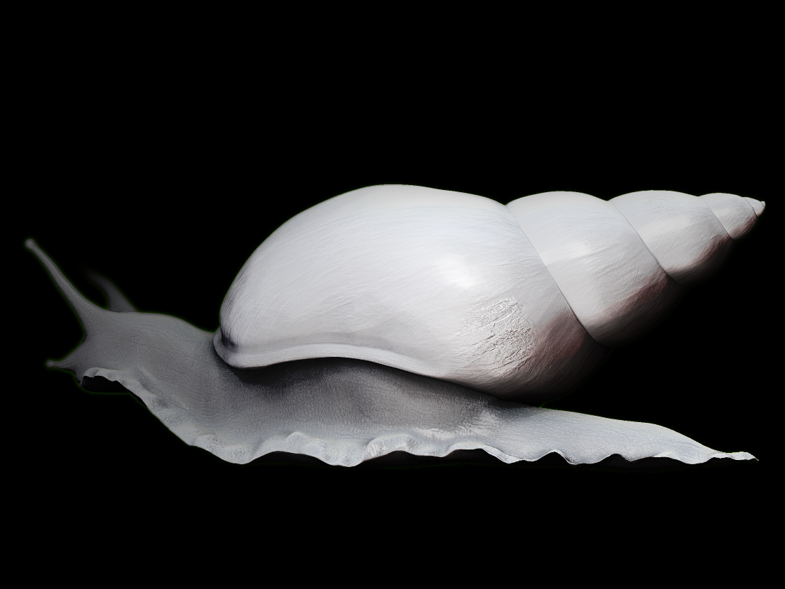 Snail_render2.jpg