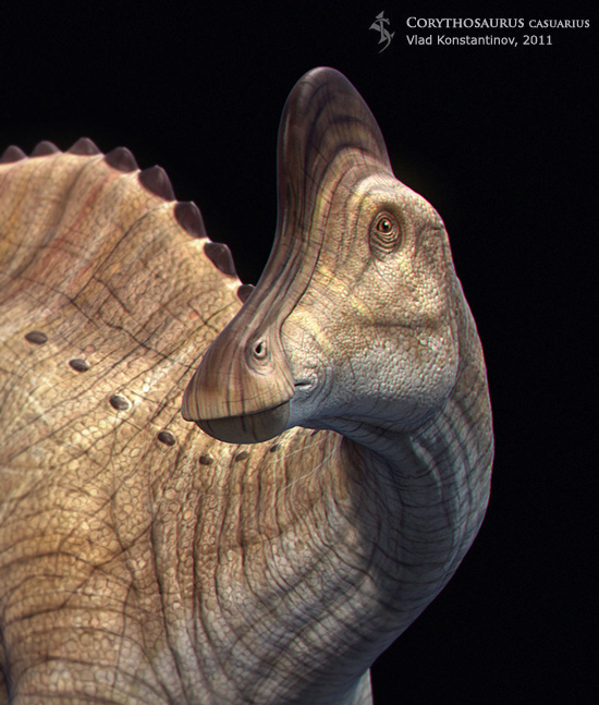 head(550).jpg