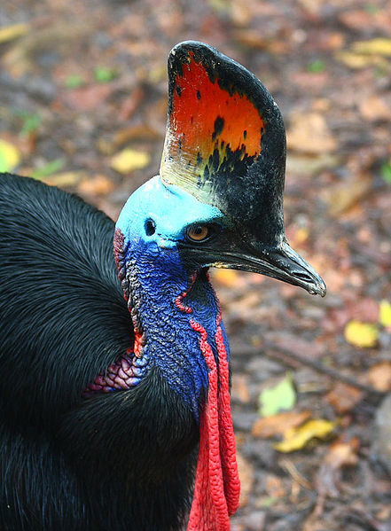 Cassowary Bird (3).jpg
