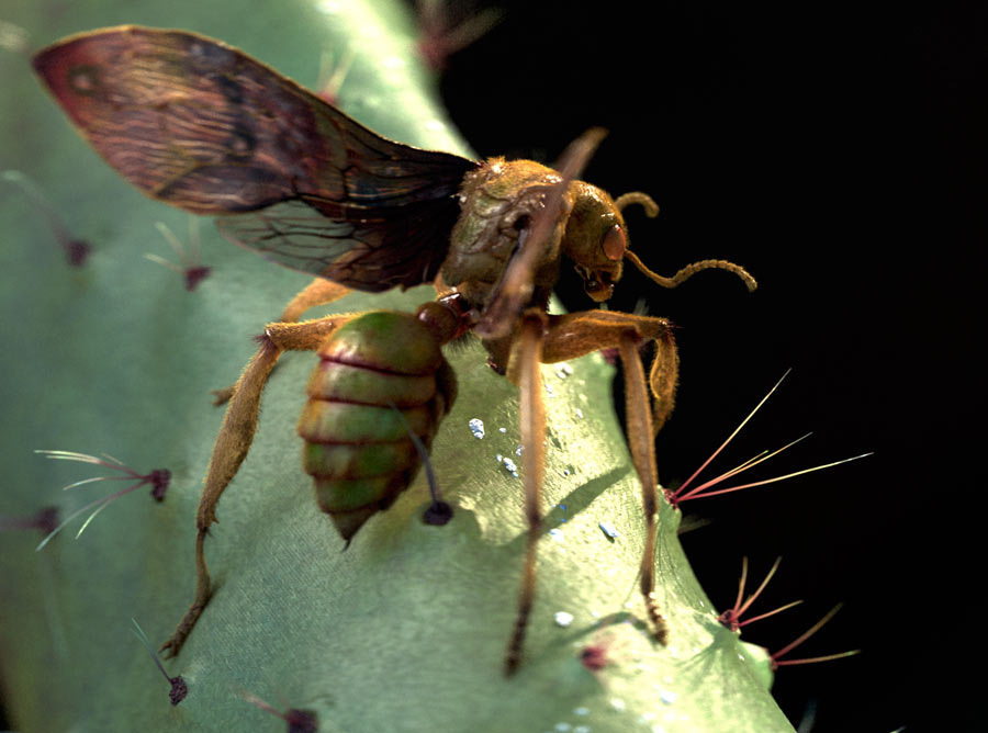 sphecomyrma_Render02.jpg