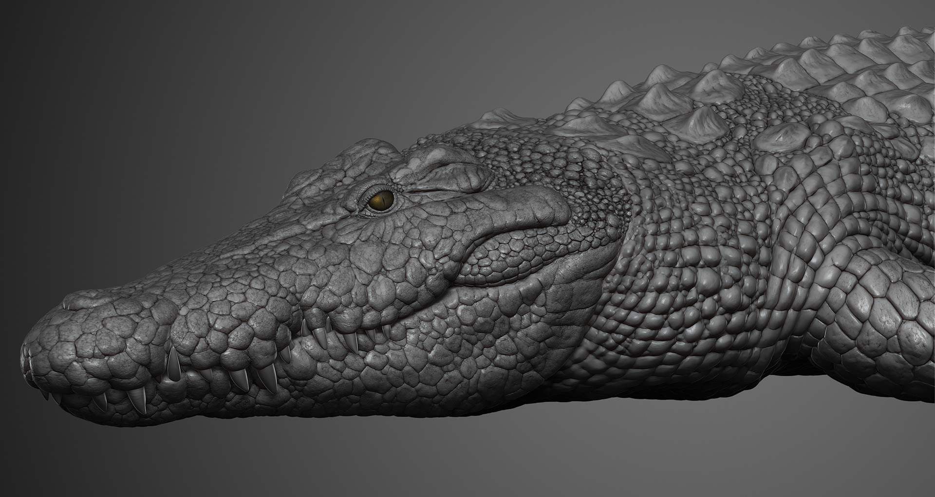 crocodile_04.jpg