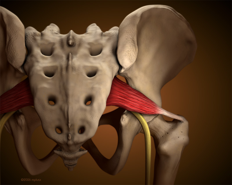 Femoral muscle