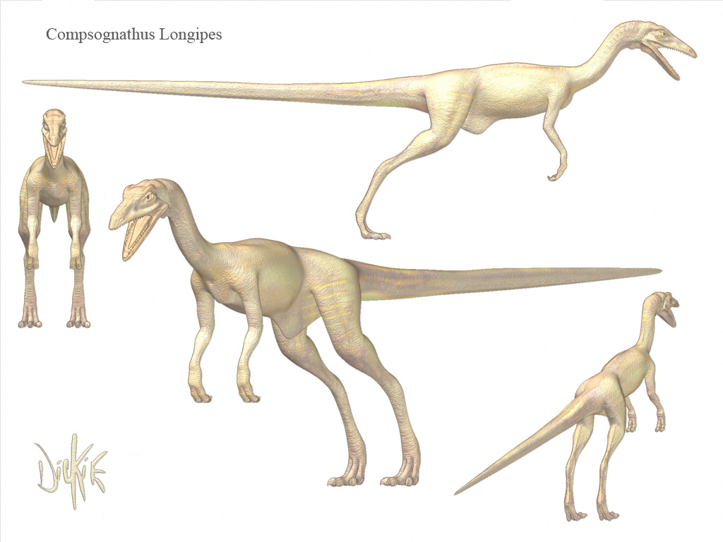 CompyColoredPencil_01.jpg