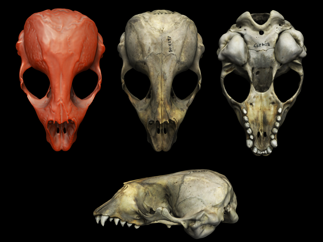 grey seal skull.jpg