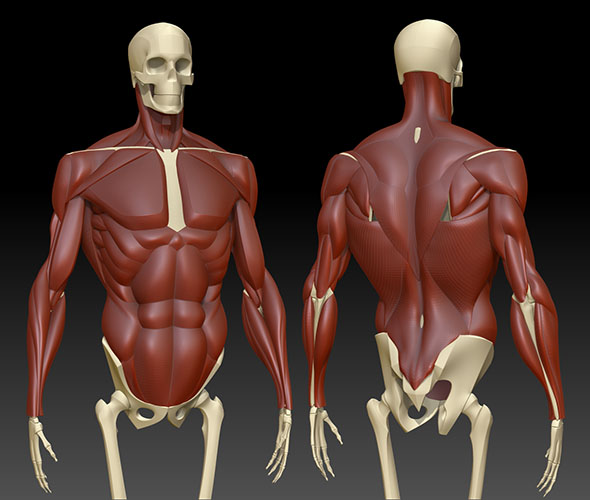 muscles04.jpg