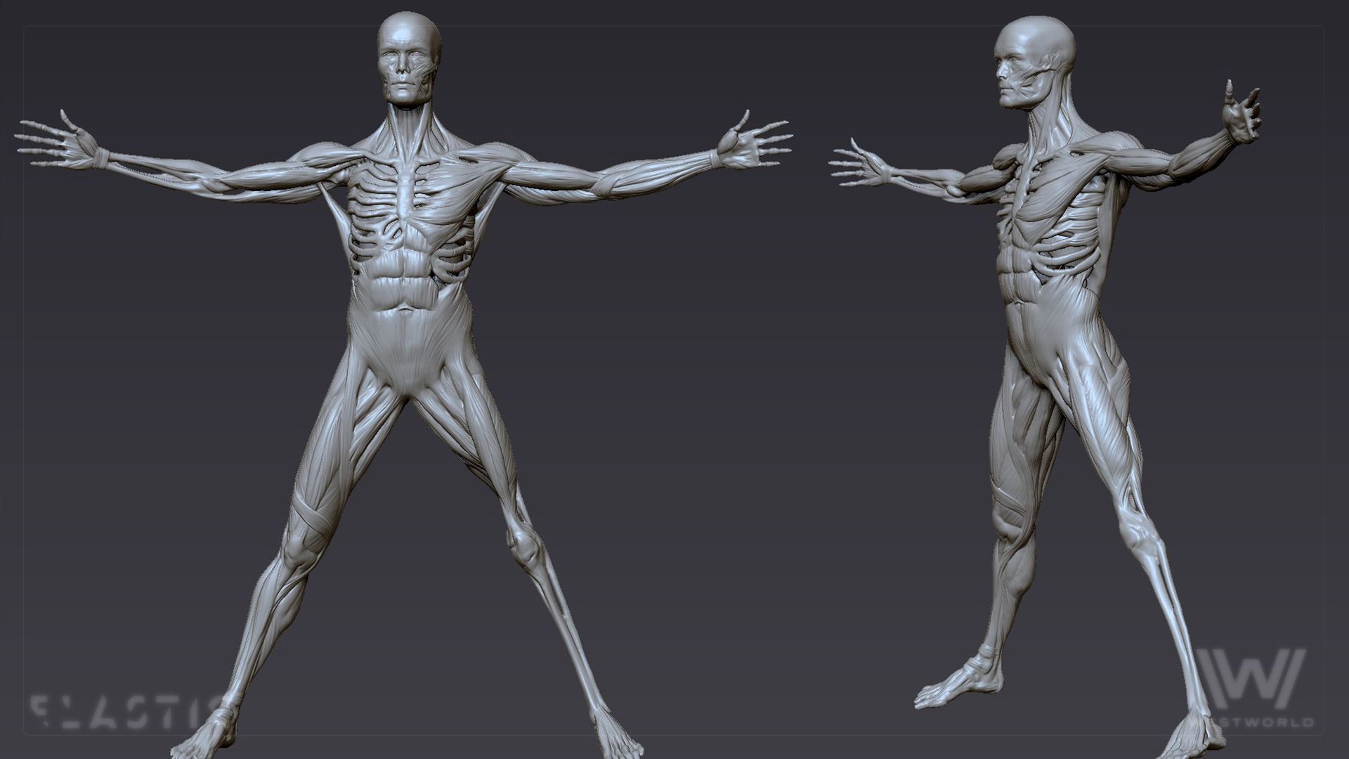 ww_zbrush_vitruvianman_01.jpg