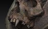 Rexxar_Progress_45a.jpg