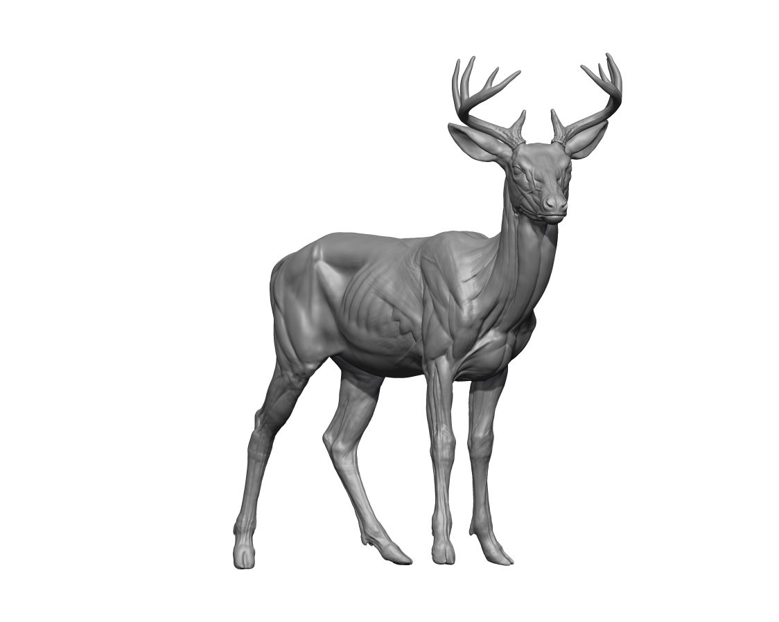 DEER_RENDER3.jpg