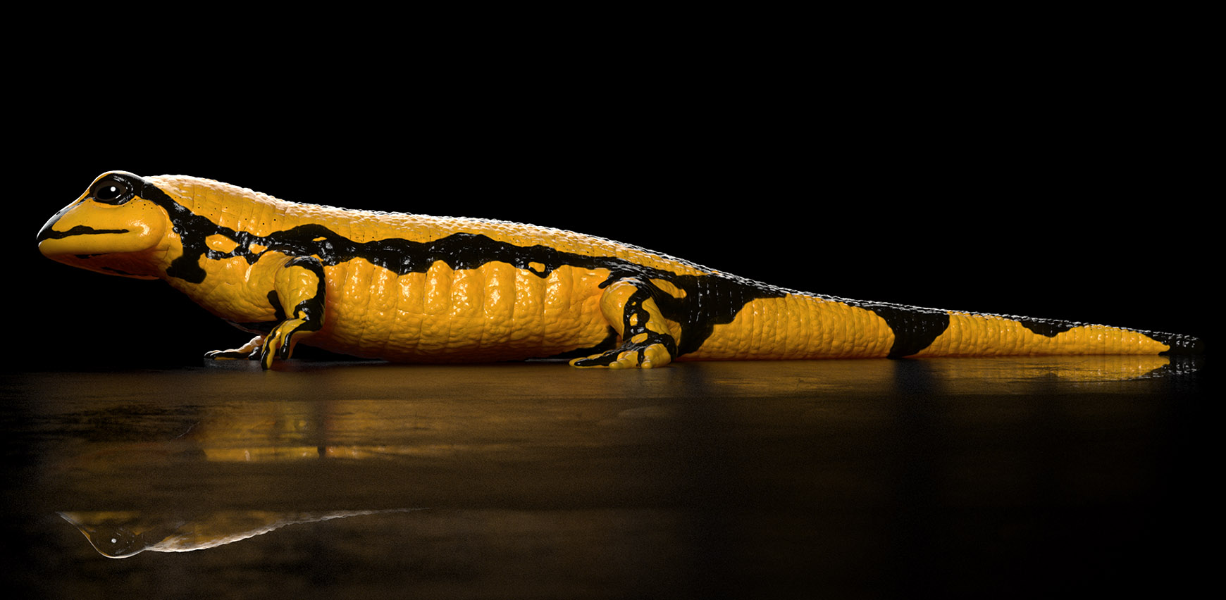 Salamandra_02.jpg