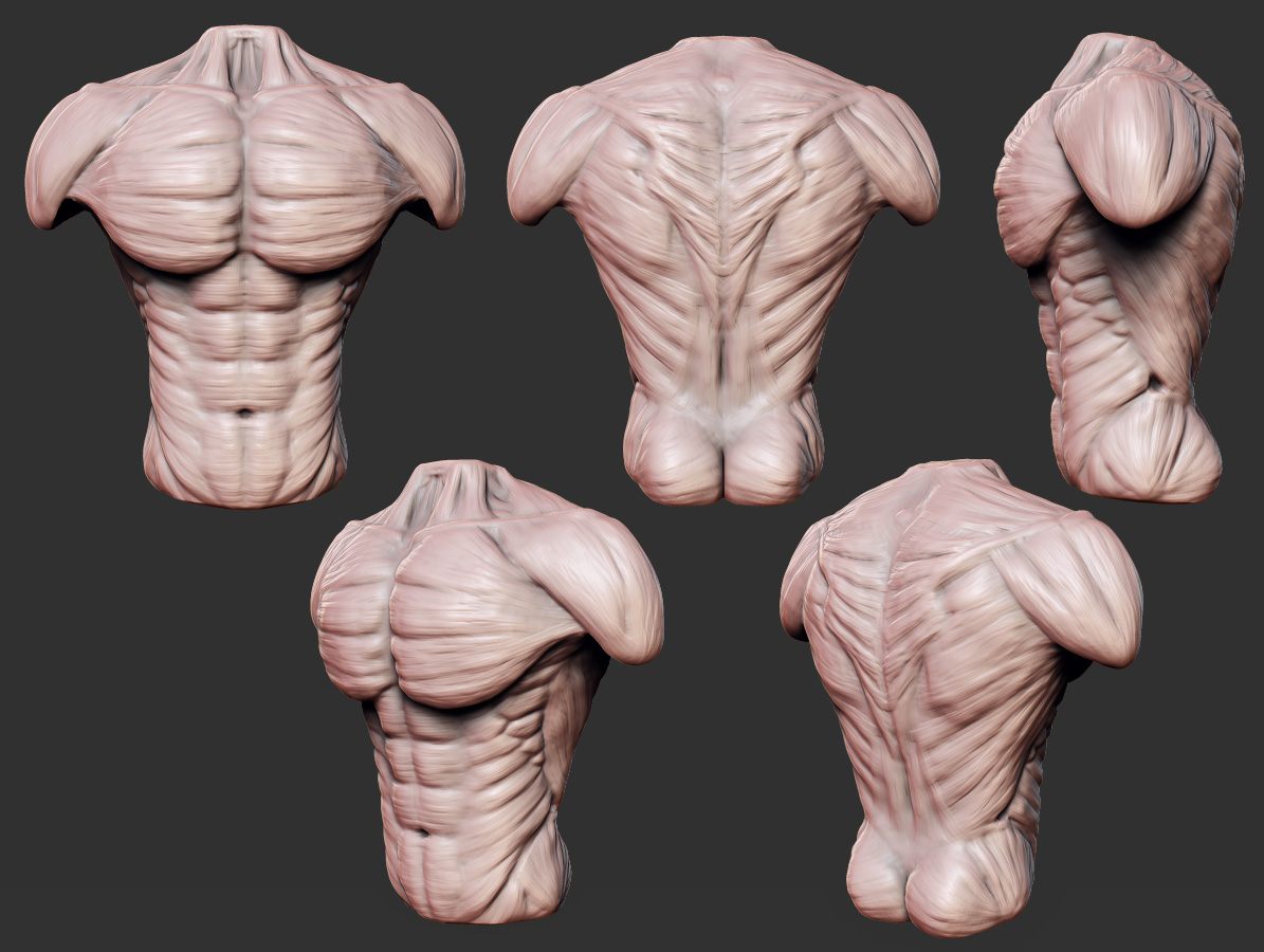 TorsoStudy.jpg
