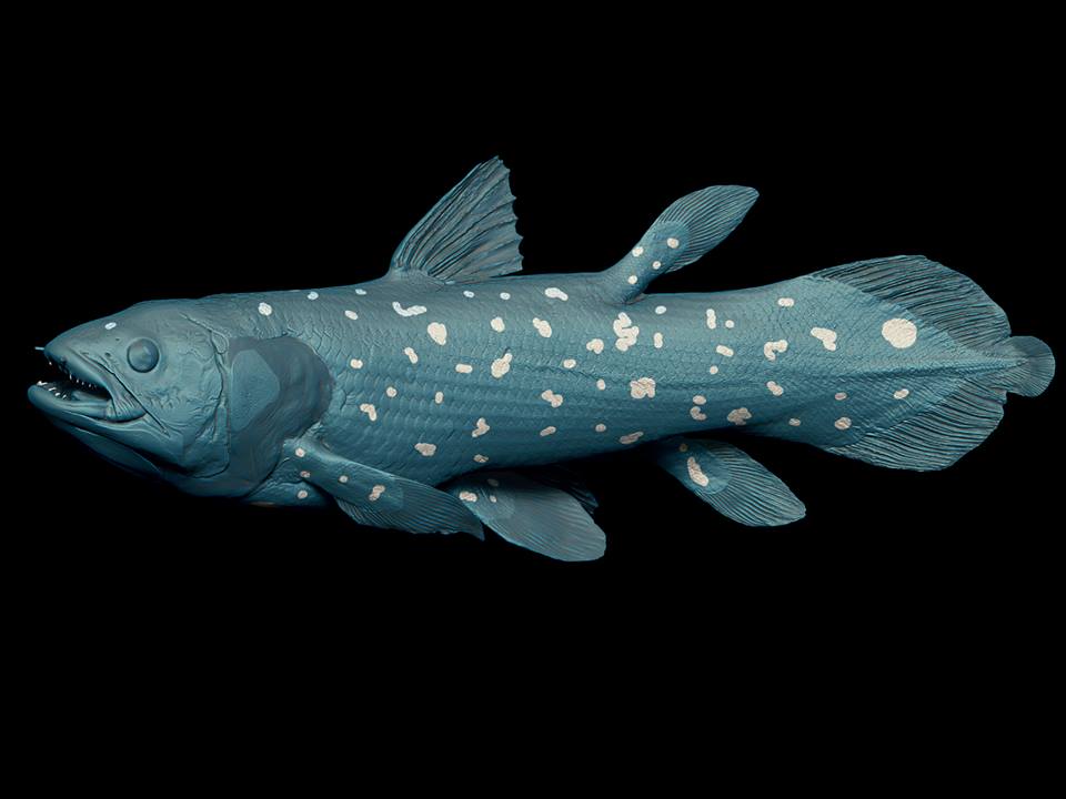 Coelacanth.jpg