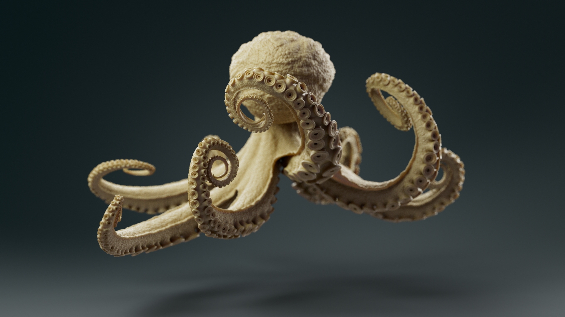 Octopus_model_turntableRig_SSS_ZBrushCentral_v021_0061.jpg