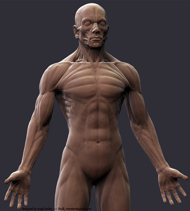 anatWip02.jpg