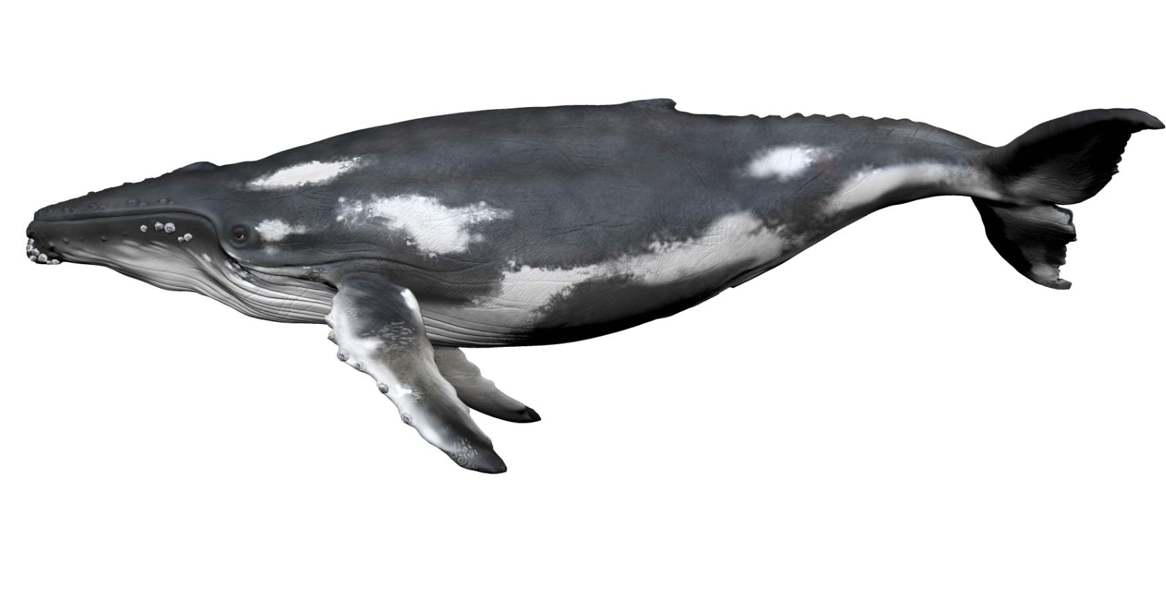 exterior whale.JPG