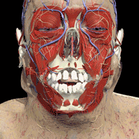 head6.gif
