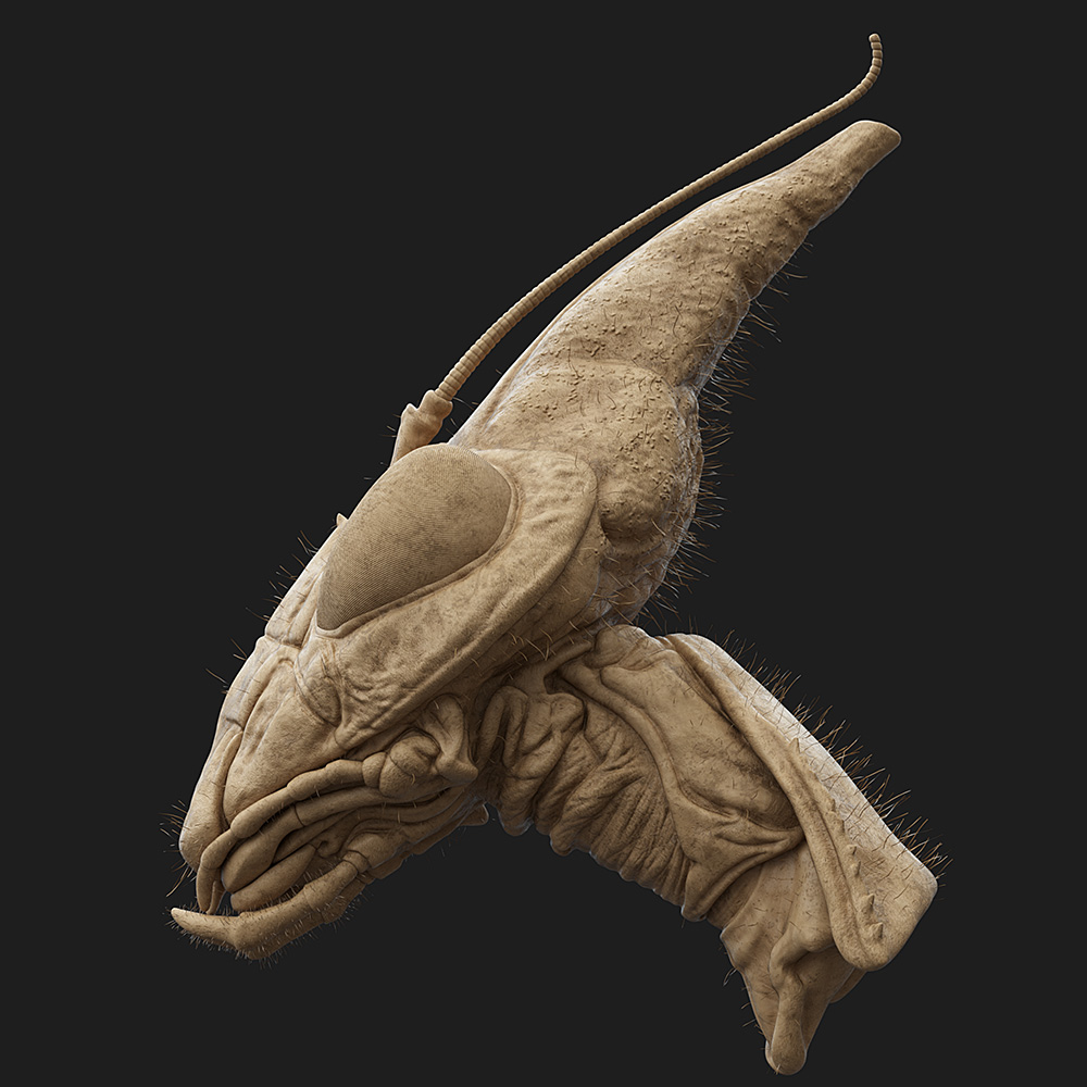 Idolomantis-Diabolica_Clay_03.jpg