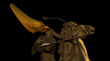HORSE RIDER 33.jpg