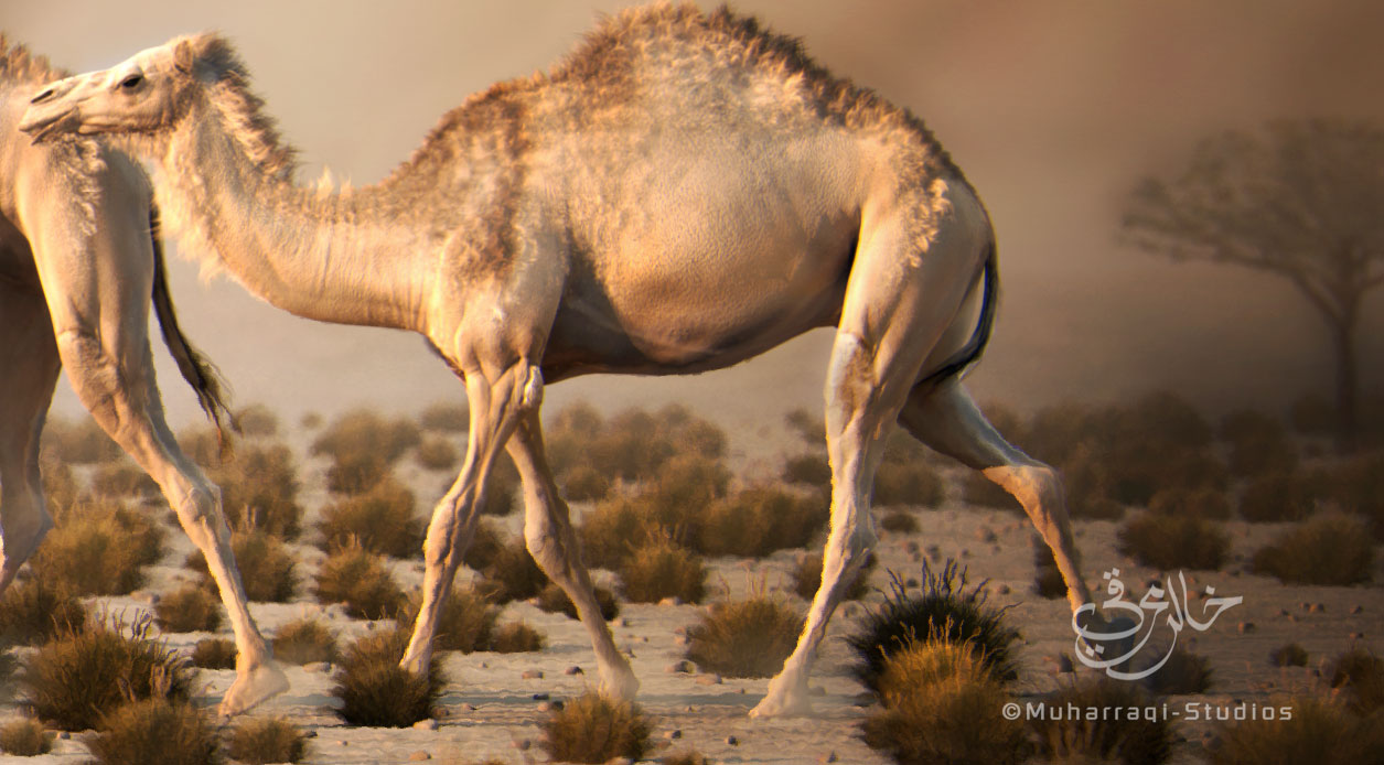 camel-closup2.jpg