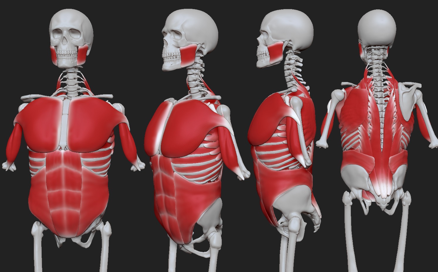 Muscles_04.jpg