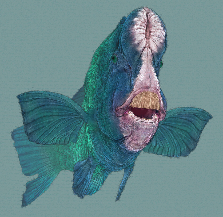 eric-keller-parrotfish-02