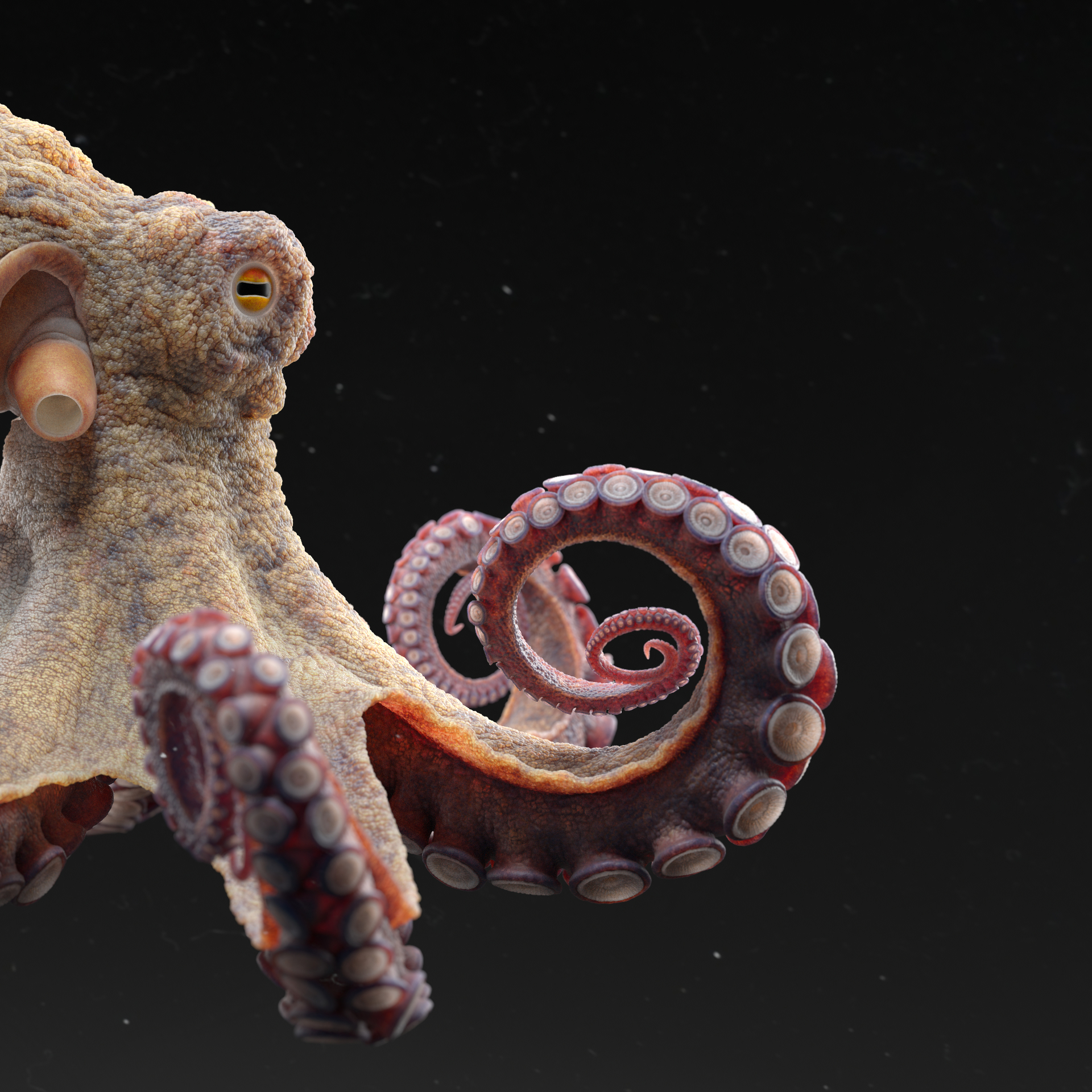 Octopus_lookDev_square02_v020_2K_0090