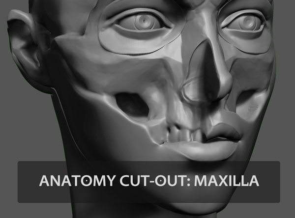anatomy-cutout-maxilla.jpg