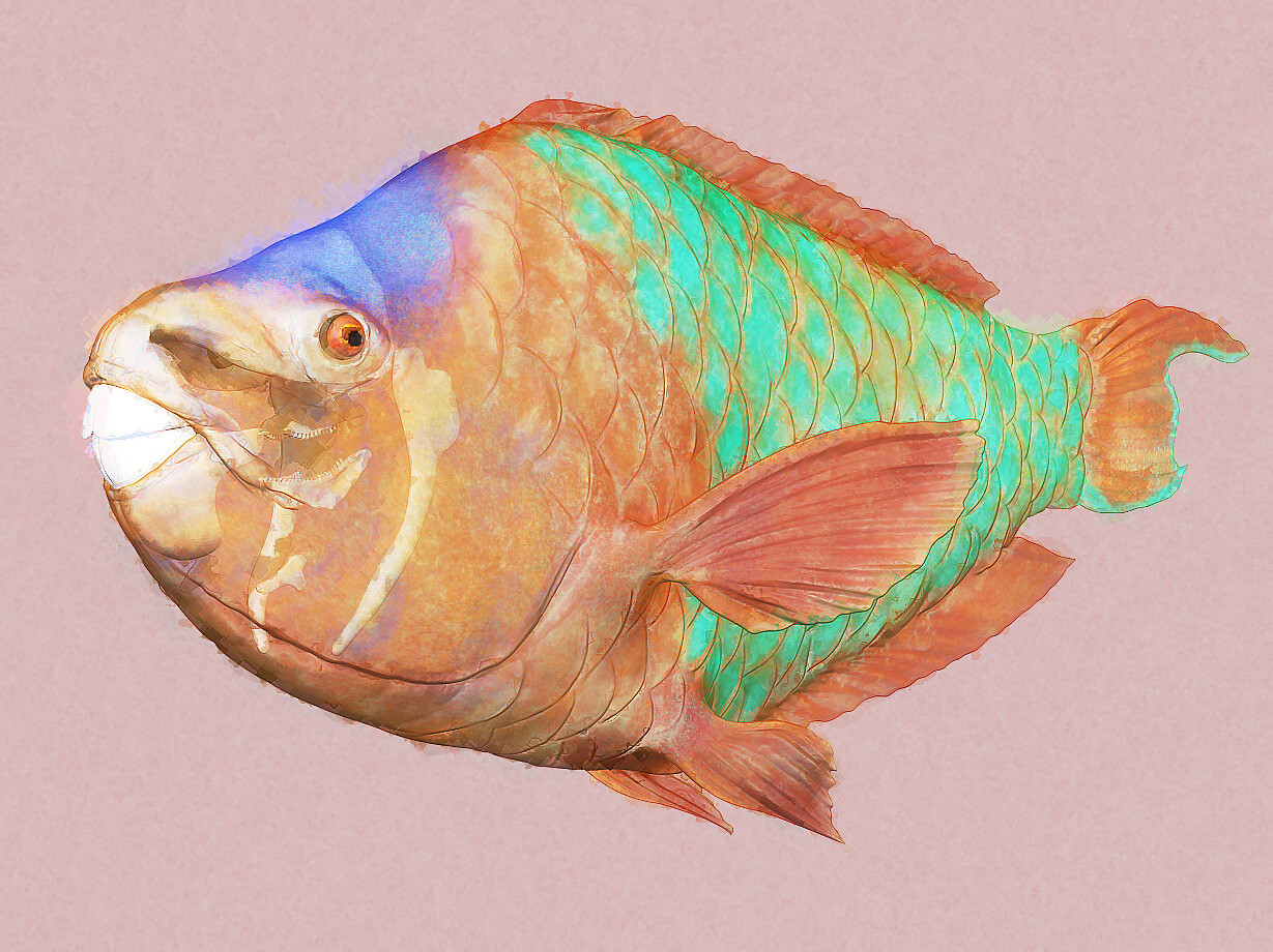 eric-keller-parrotfish-05