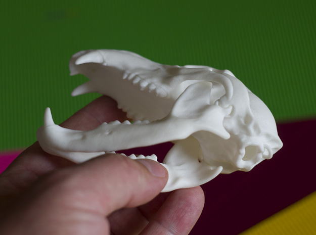 bear-skull-jointed-plastic-3d-print-03.jpg