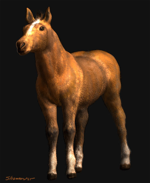 colt3.jpg