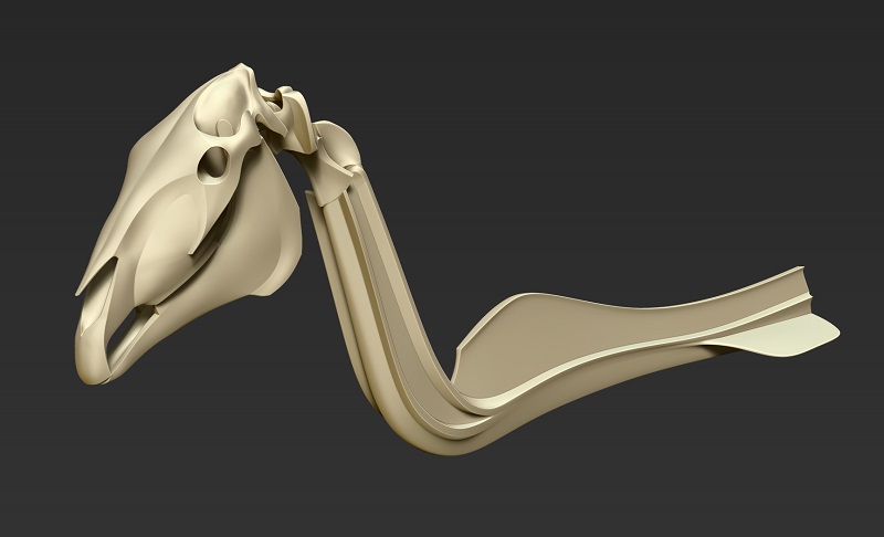 horse_skeleton02.jpg