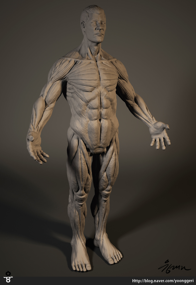 Male_Muscle_Render_01.jpg