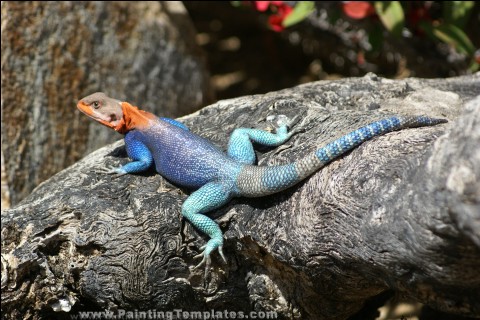 rock-agama_lizard-thumb.jpg