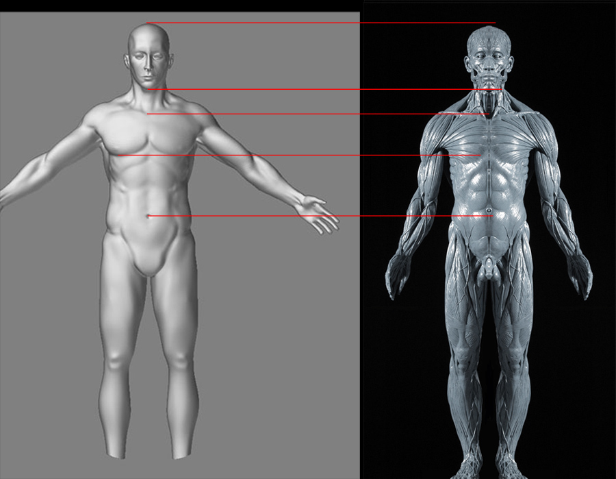 AnaFig_Front_001.jpg