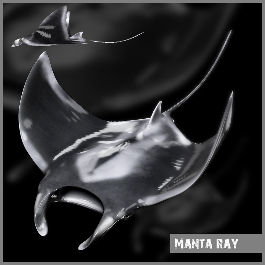 manta_JPG.jpg