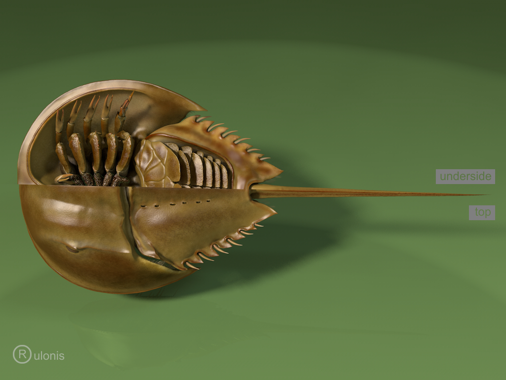 Limulus mix.jpg