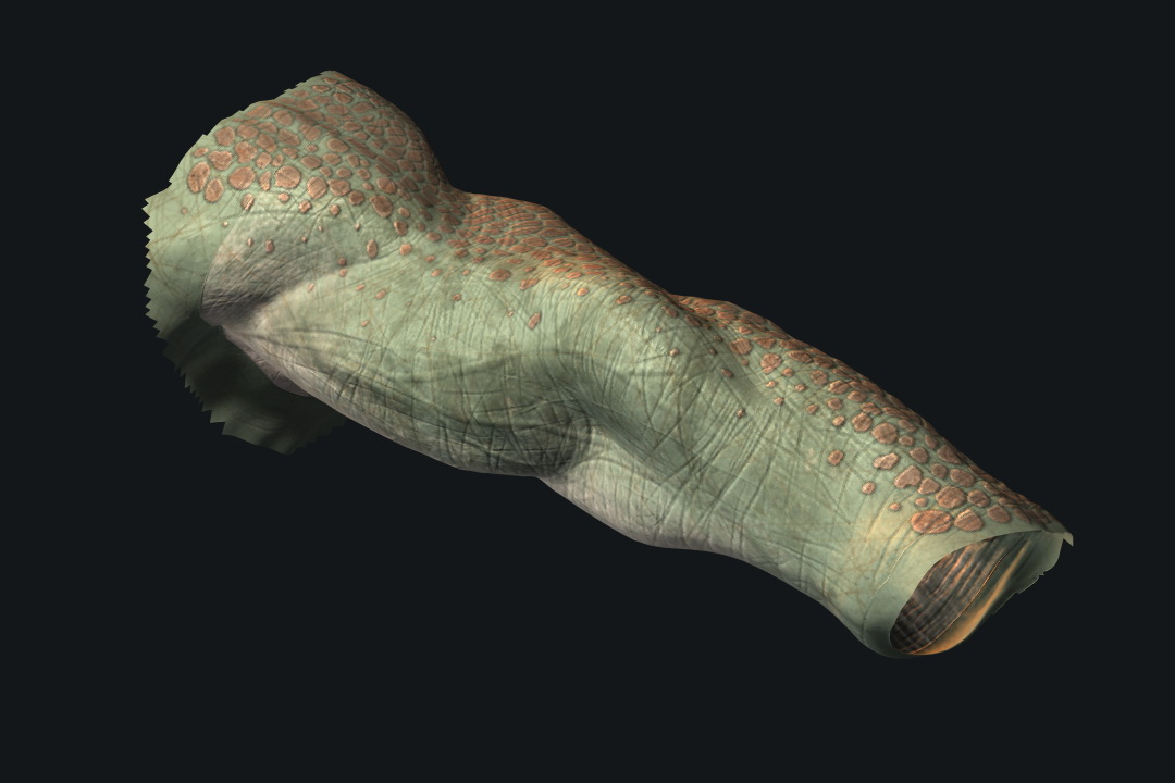 tort_arm_L_color_render_001.jpg