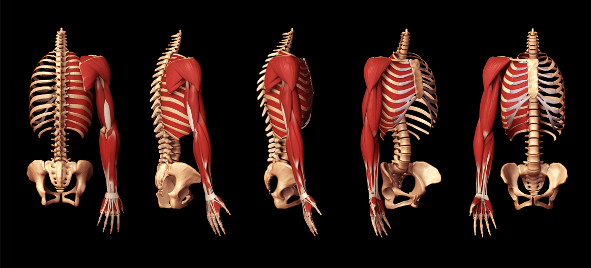 musclestudy.jpg