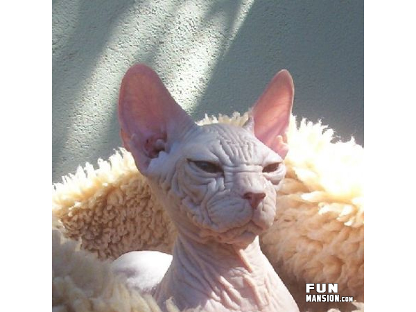 ugliestCat4.jpg