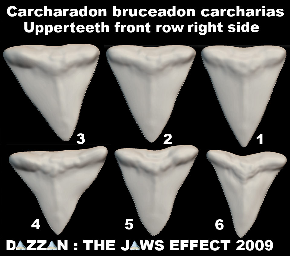 BRUCEUPPERJAWTEETHSET1.jpg