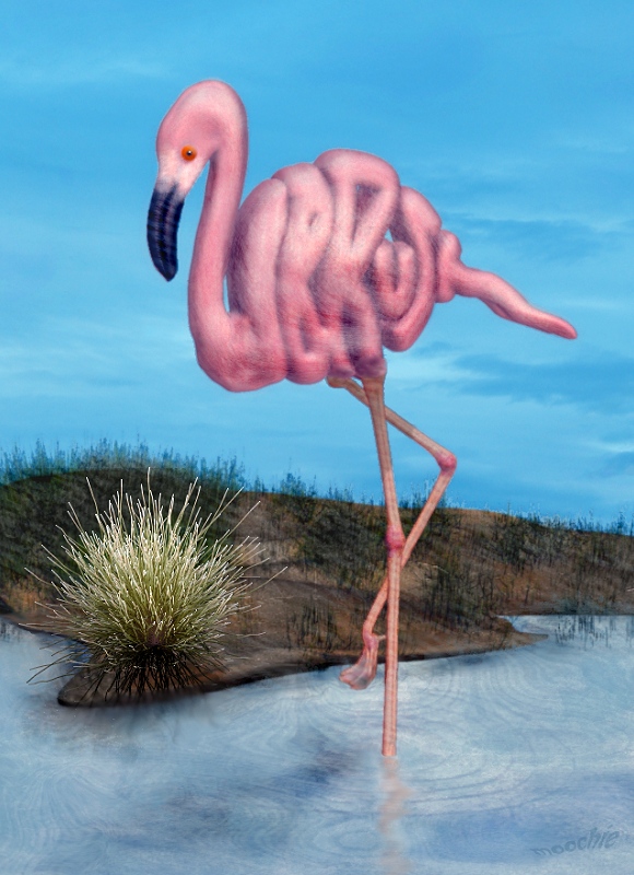 flamingo.jpg