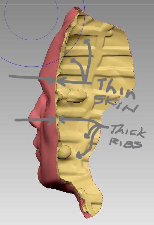 Skin Ribs Zbrush2017-07-27 at 5.54.11 PM.jpg
